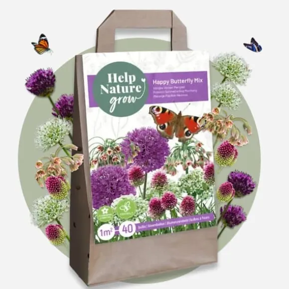 Glad sommerfugl - Sæt med 40 - Allium, Nectaroscordum - Blomsterløg - Flerfarvet