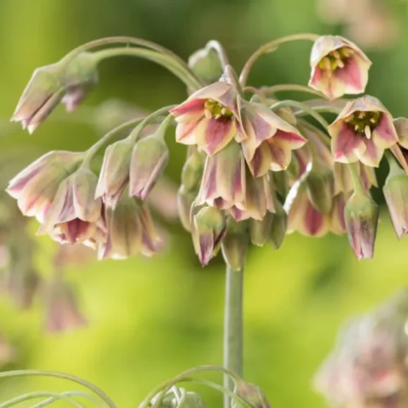 Glad sommerfugl - Sæt med 40 - Allium, Nectaroscordum - Blomsterløg - Flerfarvet