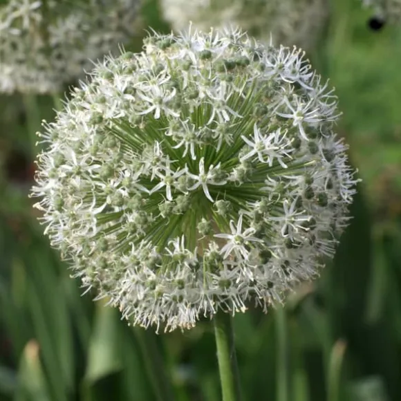 Glad sommerfugl - Sæt med 40 - Allium, Nectaroscordum - Blomsterløg - Flerfarvet