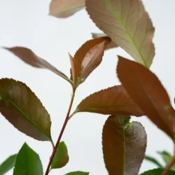 Glansmispel - Sæt med 6 - Photinia fraseri 'Red Robin' - Højde 30-40cm - ⌀17cm