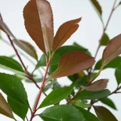 Glansmispel - Sæt med 6 - Photinia fraseri 'Red Robin' - Højde 30-40cm - ⌀17cm
