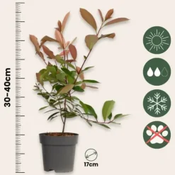 Glansmispel - Sæt med 4 - Photinia fraseri 'Red Robin' - Højde 30-40cm - ⌀17cm