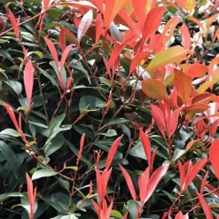 Glansmispel - Sæt med 4 - Photinia fraseri 'Red Robin' - Højde 30-40cm - ⌀17cm