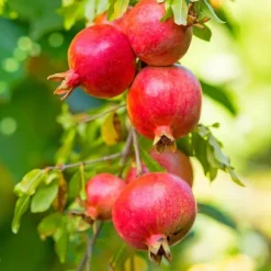 Granatæble - Sæt med 6 - Punica granatum - Højde 25-40cm - ⌀9cm