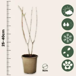 Granatæble - Sæt med 3 - Punica granatum - Højde 25-40cm - ⌀9cm