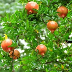 Granatæble - Sæt med 3 - Punica granatum - Højde 25-40cm - ⌀9cm