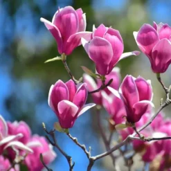 Granuleret gødning til Magnolias Garden Start 1 kg