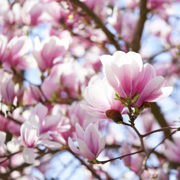 Granuleret gødning til Magnolias Garden Start 1 kg