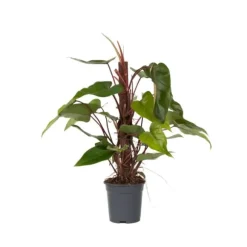 Grøn stueplante - Philodendron 'Red Emerald' - Højde 70-80 cm - Potte 19 cm
