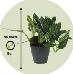 Grøn stueplante - Philodendron 'Cobra' - Højde 55-65 cm - Potte 19 cm