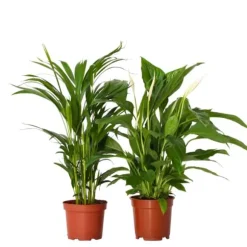 Grøn to - Sæt med 2 - Spathiphyllum, Dypsis lutescens - Højde 60-75cm - ⌀17cm