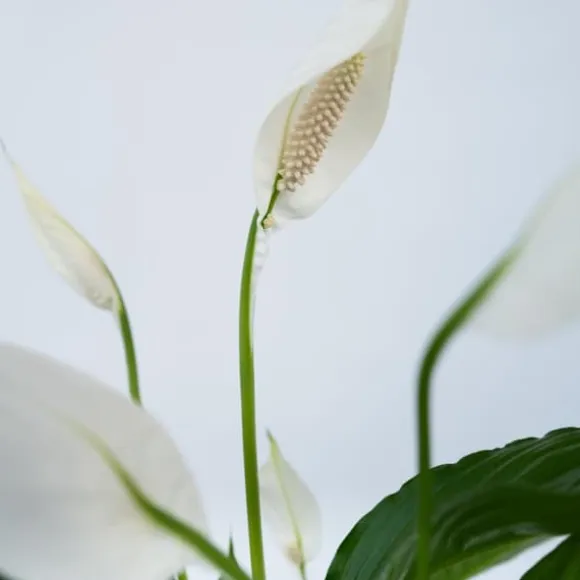 Grøn to - Sæt med 2 - Spathiphyllum, Dypsis lutescens - Højde 60-75cm - ⌀17cm