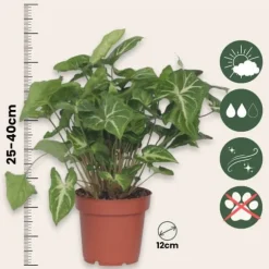 Gåsefod - Sæt med 2 - Syngonium podophyllum 'Pixie' - Højde 25-40cm - ⌀12cm