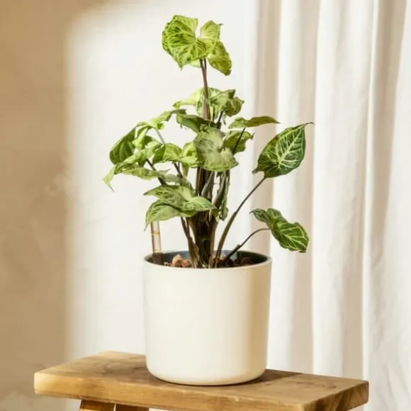 Gåsefod - Syngonium podophyllum 'Pixie' - Højde 25-40cm - Pot 12cm