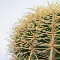 Guldkugle - Echinocactus grusonii - Højde 25-35cm - ⌀25cm