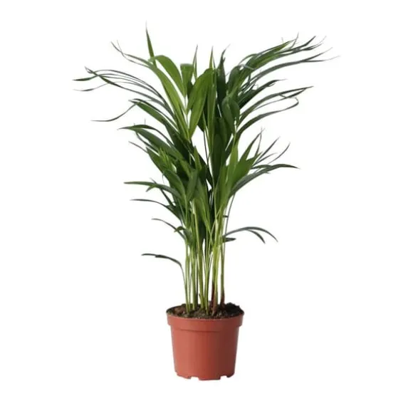 Guldpalme - Dypsis lutescens - Højde 60-70cm - ⌀17cm