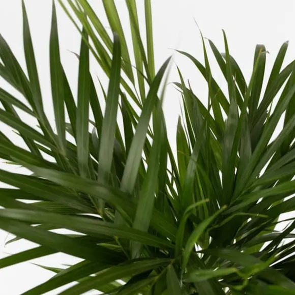 Guldpalme - Dypsis lutescens - Højde 100-120cm - ⌀21cm