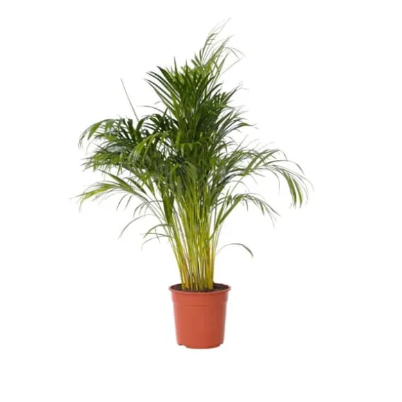 Guldpalme - Dypsis lutescens - Højde 140-150cm - ⌀27cm