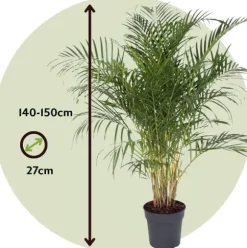 Guldpalme - Dypsis lutescens - Højde 140-150cm - ⌀27cm