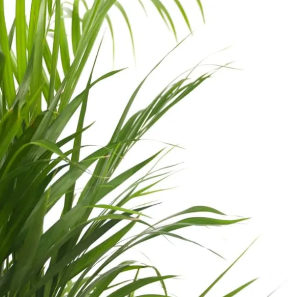 Guldpalme - Dypsis lutescens - Højde 140-150cm - ⌀27cm
