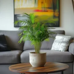 Guldpalme - Dypsis lutescens - Højde 30-45cm - Pot 12cm