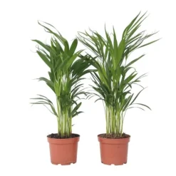 Guldpalme - Sæt med 2 - Dypsis lutescens - Højde 60-70cm - ⌀17cm