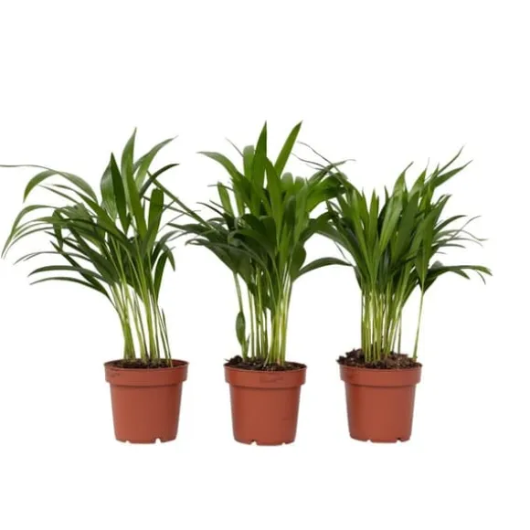 Guldpalme - Sæt med 3 - Dypsis lutescens - Højde 30-45cm - ⌀12cm