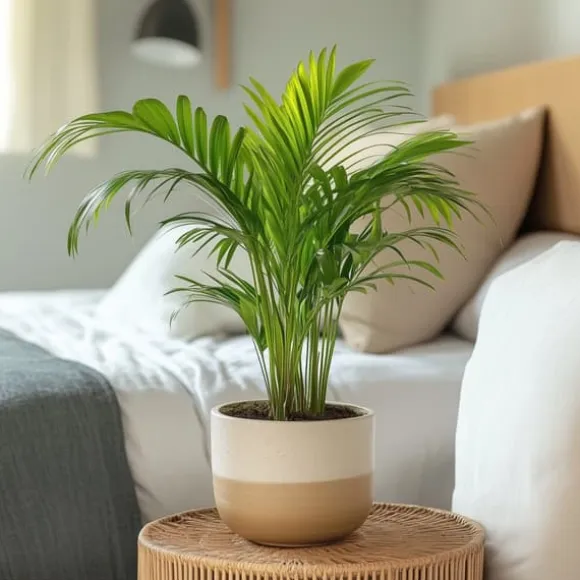 Guldpalme - Sæt med 3 - Dypsis lutescens - Højde 30-45cm - ⌀12cm