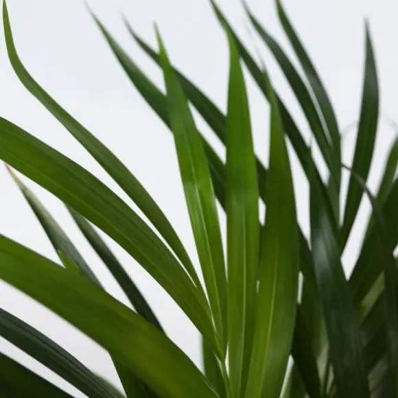 Guldpalme - Sæt med 3 - Dypsis lutescens - Højde 30-45cm - ⌀12cm