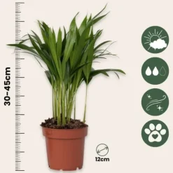 Guldpalme - Sæt med 2 - Dypsis lutescens - Højde 30-45cm - ⌀12cm
