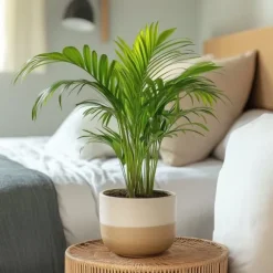 Guldpalme - Sæt med 2 - Dypsis lutescens - Højde 30-45cm - ⌀12cm