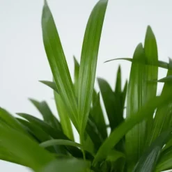 Guldpalme - Sæt med 2 - Dypsis lutescens - Højde 30-45cm - ⌀12cm