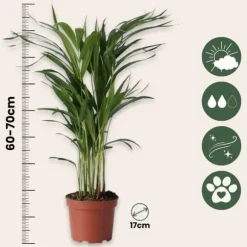Guldpalme - Sæt med 4 - Dypsis lutescens - Højde 60-70cm - ⌀17cm