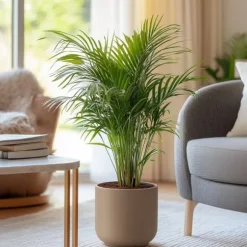 Guldpalme - Sæt med 2 - Dypsis lutescens - Højde 60-70cm - ⌀17cm