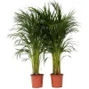 Guldpalme - Sæt med 2 - Dypsis lutescens - Højde 100-120cm - ⌀21cm