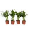 Guldpalme - Sæt med 4 - Dypsis lutescens - Højde 30-45cm - ⌀12cm