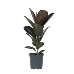 Gummitræ - Ficus Elastica 'Abidjan' - Højde 75-100cm - ⌀24cm