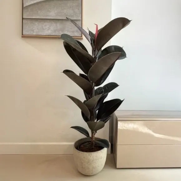 Gummitræ - Ficus Elastica 'Abidjan' - Højde 75-100cm - ⌀24cm