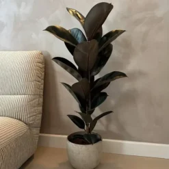 Gummitræ - Ficus Elastica 'Abidjan' - Højde 75-100cm - ⌀24cm