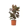 Gummitræ - Ficus Elastica 'Belize' - Højde 75-100cm - ⌀24cm