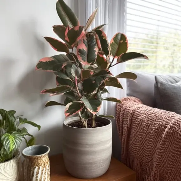 Gummitræ - Ficus Elastica 'Belize' - Højde 75-100cm - ⌀24cm