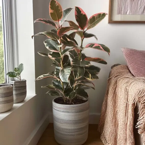 Gummitræ - Ficus Elastica 'Belize' - Højde 75-100cm - ⌀24cm