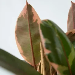 Gummitræ - Ficus Elastica 'Belize' - Højde 75-100cm - ⌀24cm