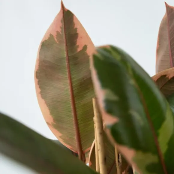 Gummitræ - Ficus Elastica 'Belize' - Højde 75-100cm - ⌀24cm