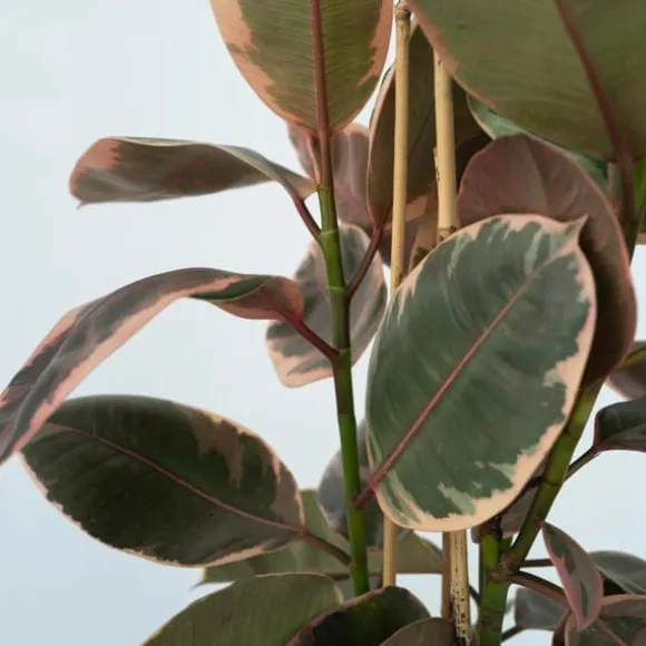 Gummitræ - Ficus Elastica 'Belize' - Højde 75-100cm - ⌀24cm