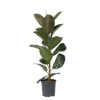 Gummitræ - Ficus Elastica 'Robusta' - Højde 75-100cm - ⌀24cm