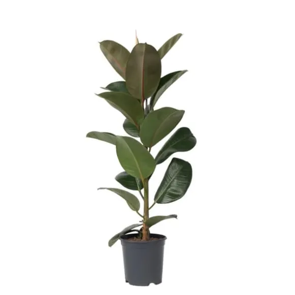 Gummitræ - Ficus Elastica 'Robusta' - Højde 75-100cm - ⌀24cm