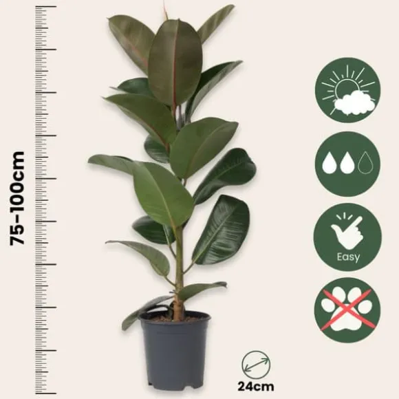 Gummitræ - Ficus Elastica 'Robusta' - Højde 75-100cm - ⌀24cm
