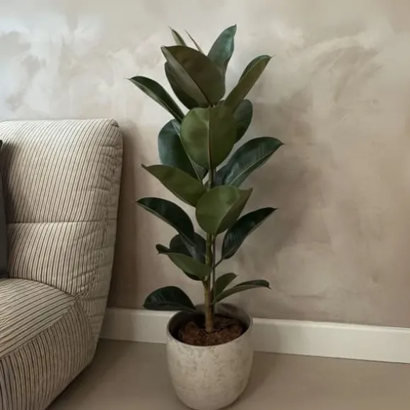 Gummitræ - Ficus Elastica 'Robusta' - Højde 75-100cm - ⌀24cm