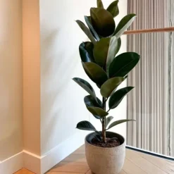 Gummitræ - Ficus Elastica 'Robusta' - Højde 75-100cm - ⌀24cm